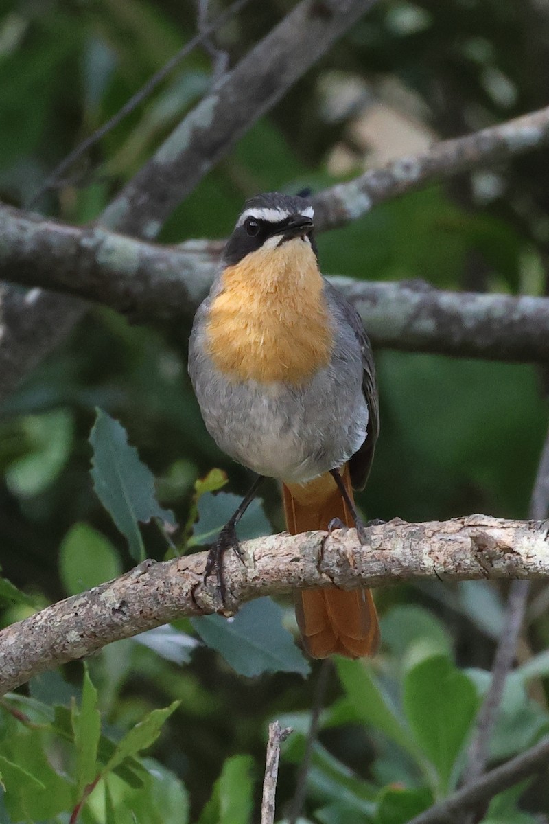 Cape Robin-Chat - ML642121757