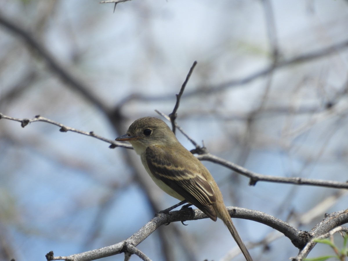 Willow Flycatcher - ML642121761