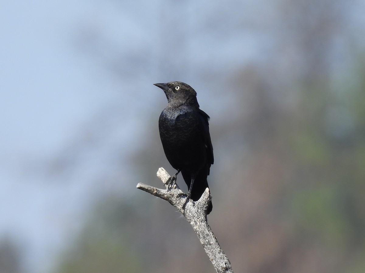 Brewer's Blackbird - ML642121765