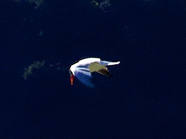 Caspian Tern - ML642121766
