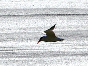 Caspian Tern - ML642121767
