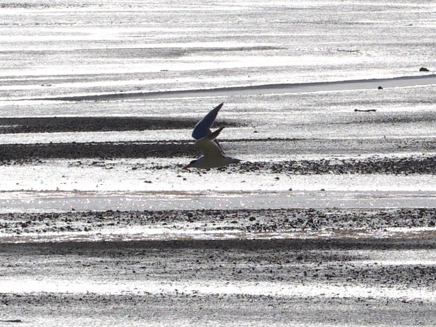 Caspian Tern - ML642121768