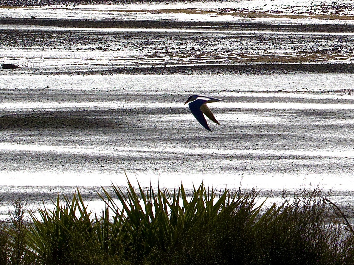 Caspian Tern - ML642121769