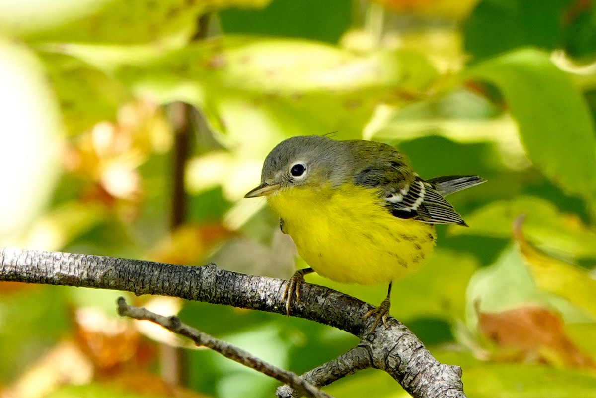 Magnolia Warbler - ML642121770