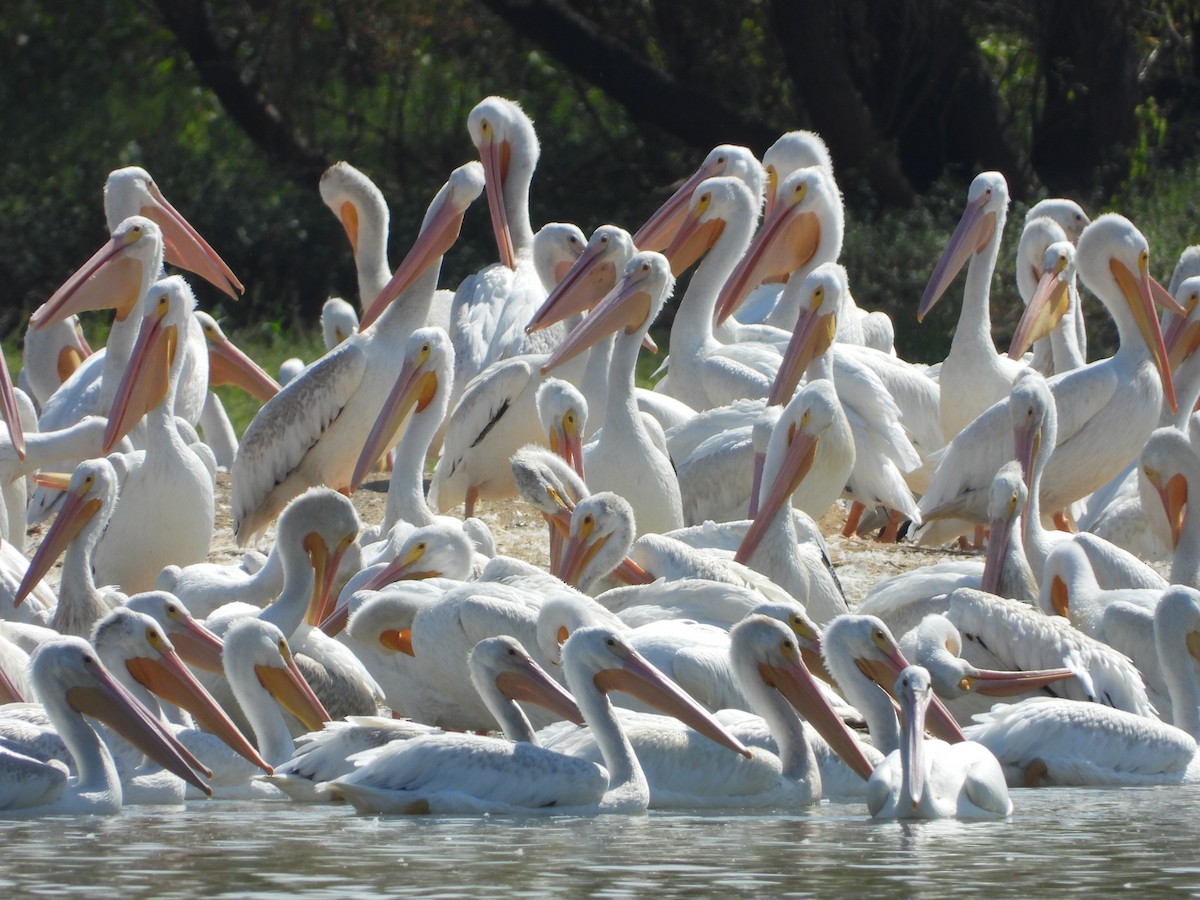 American White Pelican - ML642121772