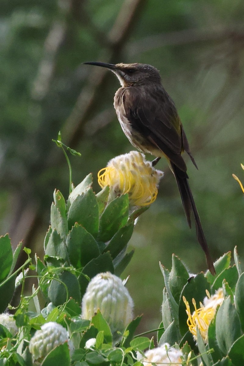 Cape Sugarbird - ML642121773