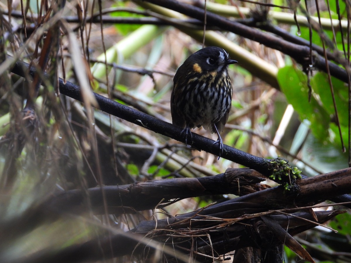 Crescent-faced Antpitta - ML642121777