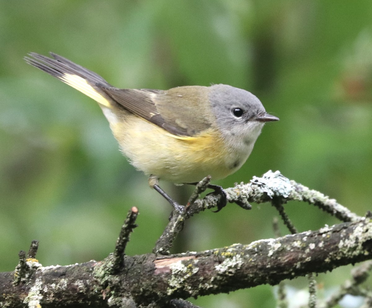 American Redstart - ML642121780