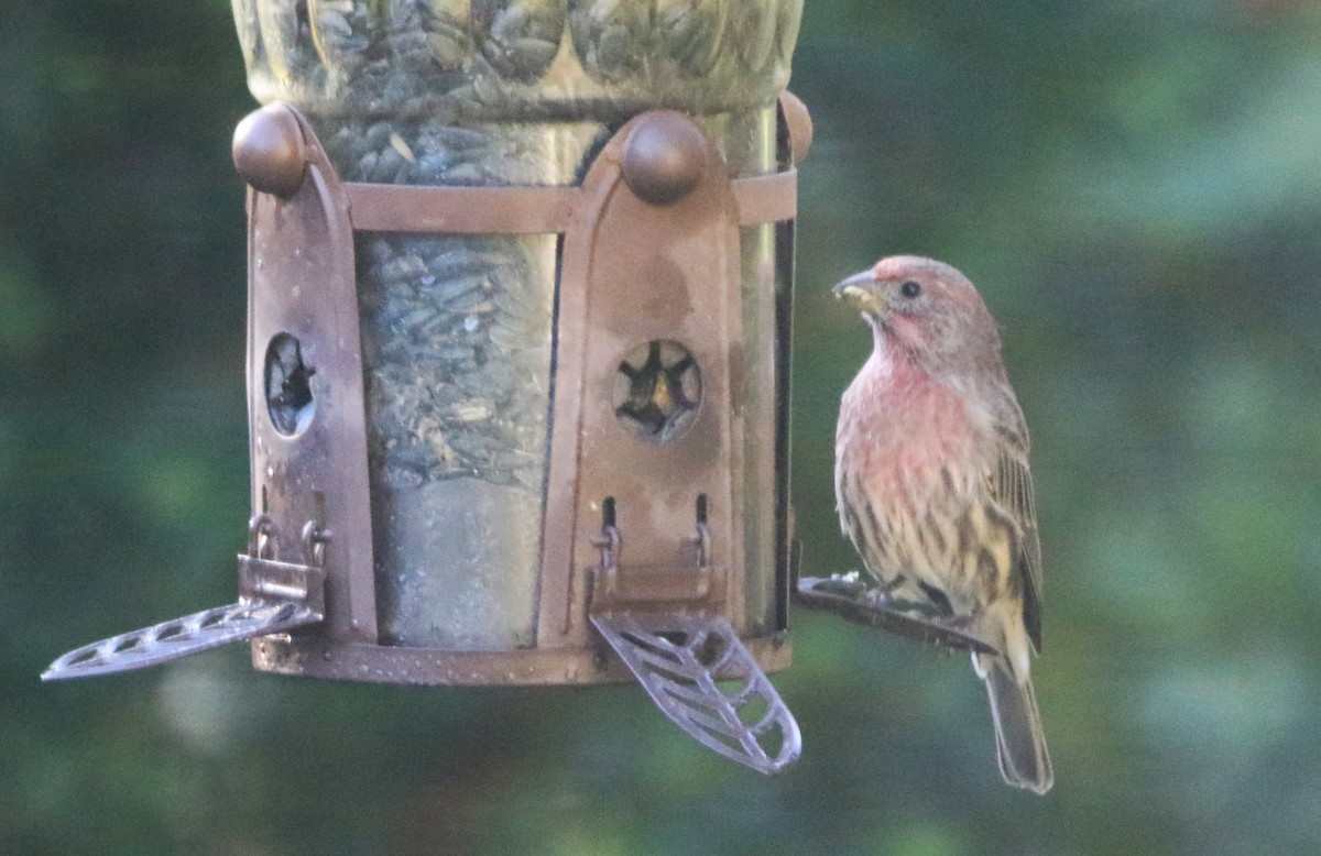 House Finch - ML642121782