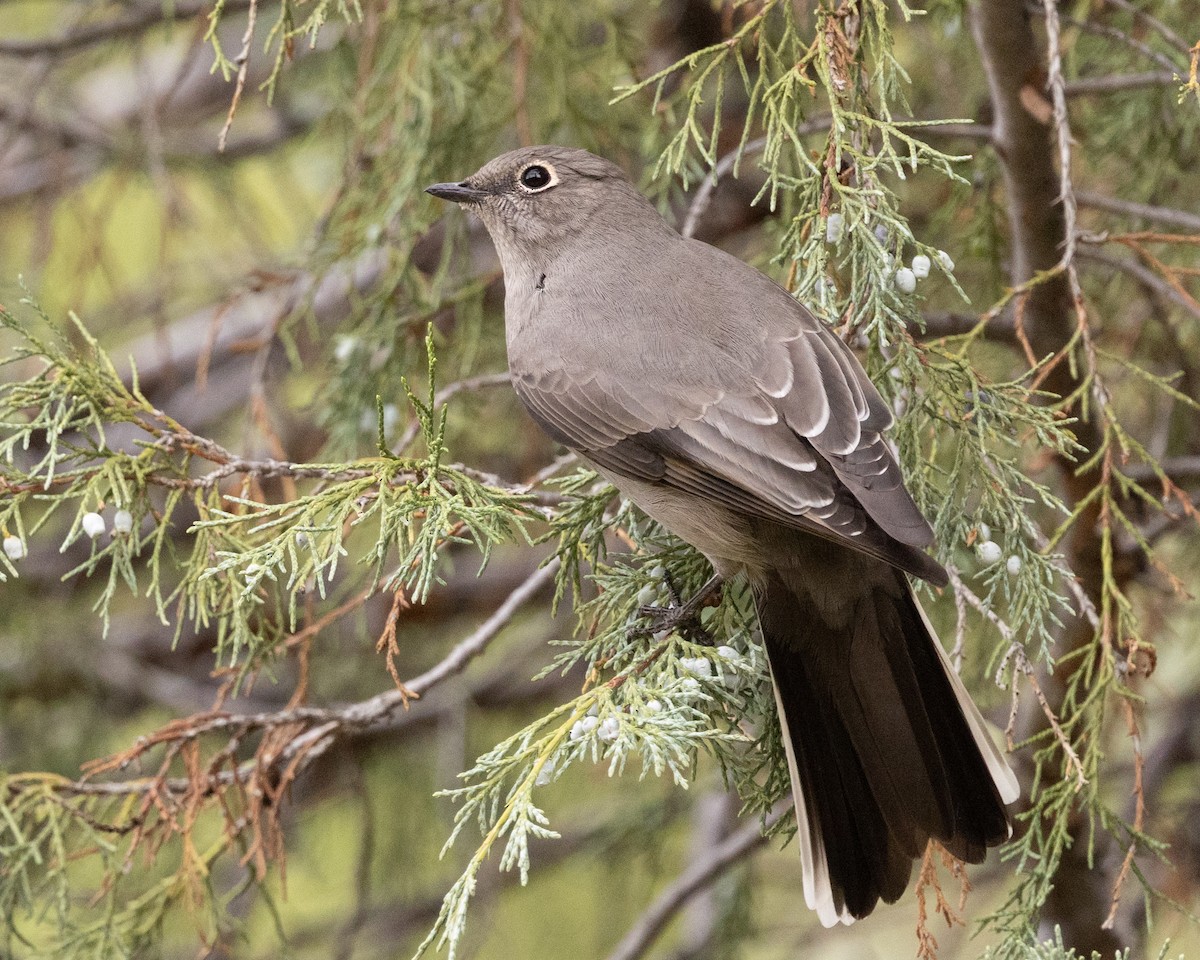 Townsend's Solitaire - ML642121786