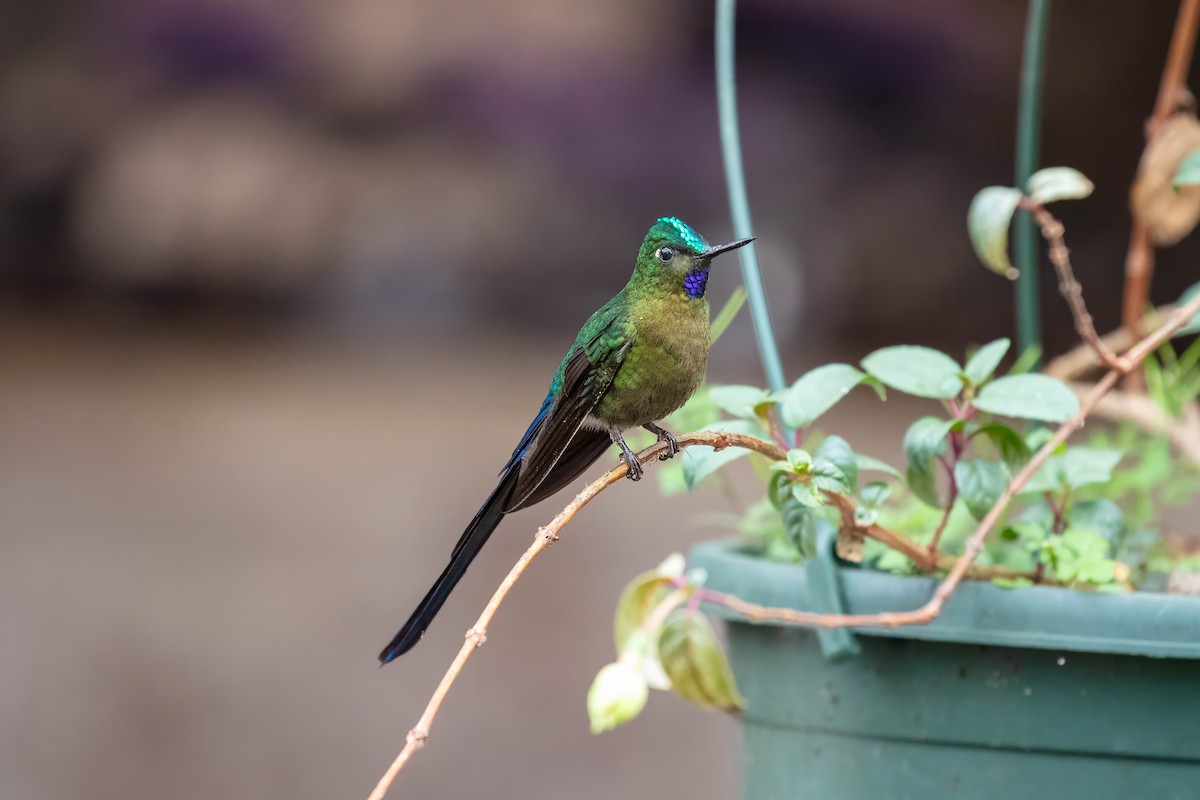 Violet-tailed Sylph - ML642121787