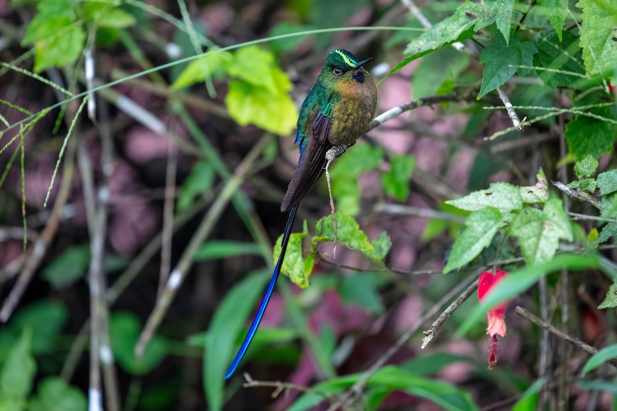 Violet-tailed Sylph - ML642121789