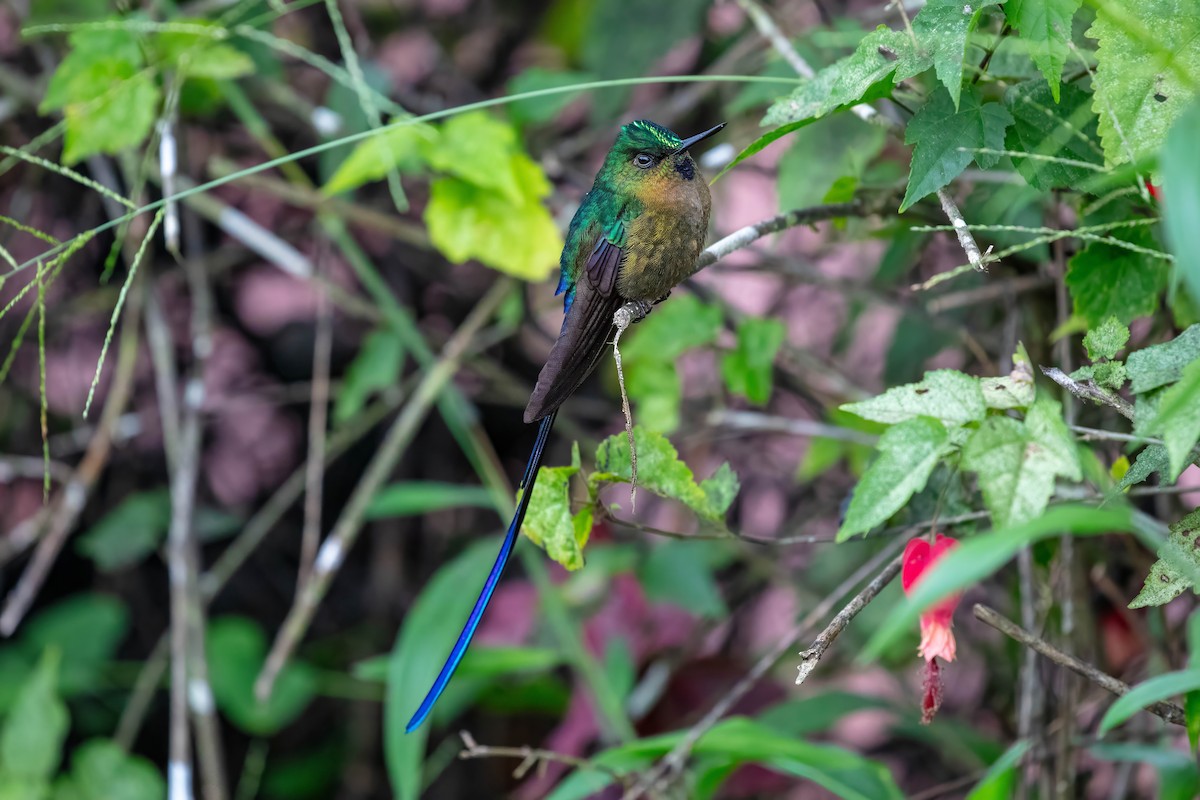 Violet-tailed Sylph - ML642121790
