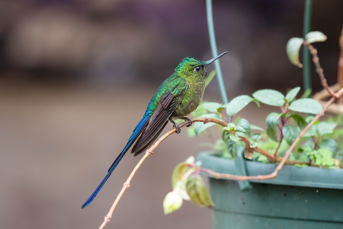 Violet-tailed Sylph - ML642121791
