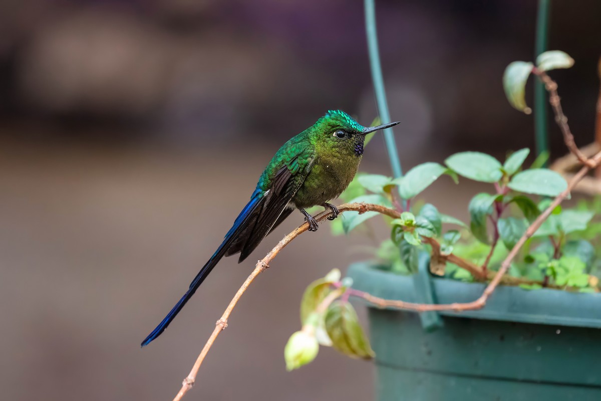 Violet-tailed Sylph - ML642121793
