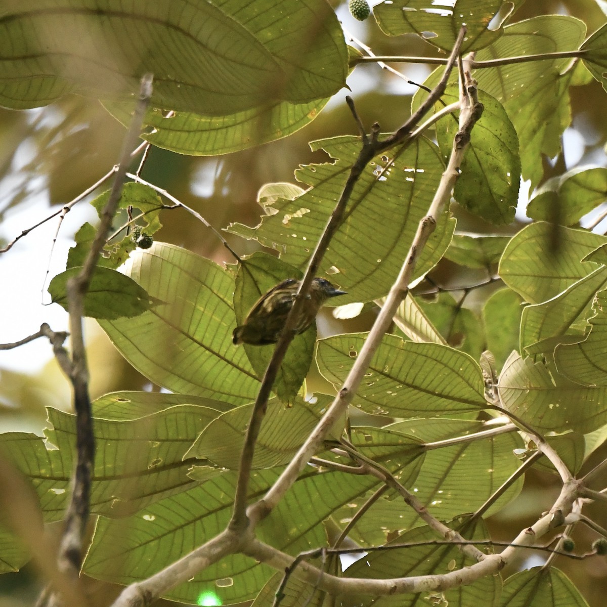 Olivaceous Piculet - ML642121797
