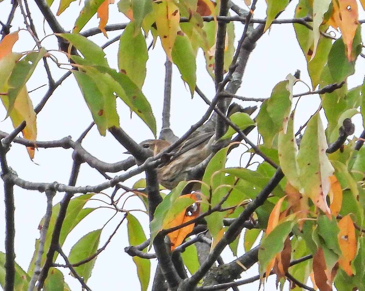 Yellow-rumped Warbler - ML642121798
