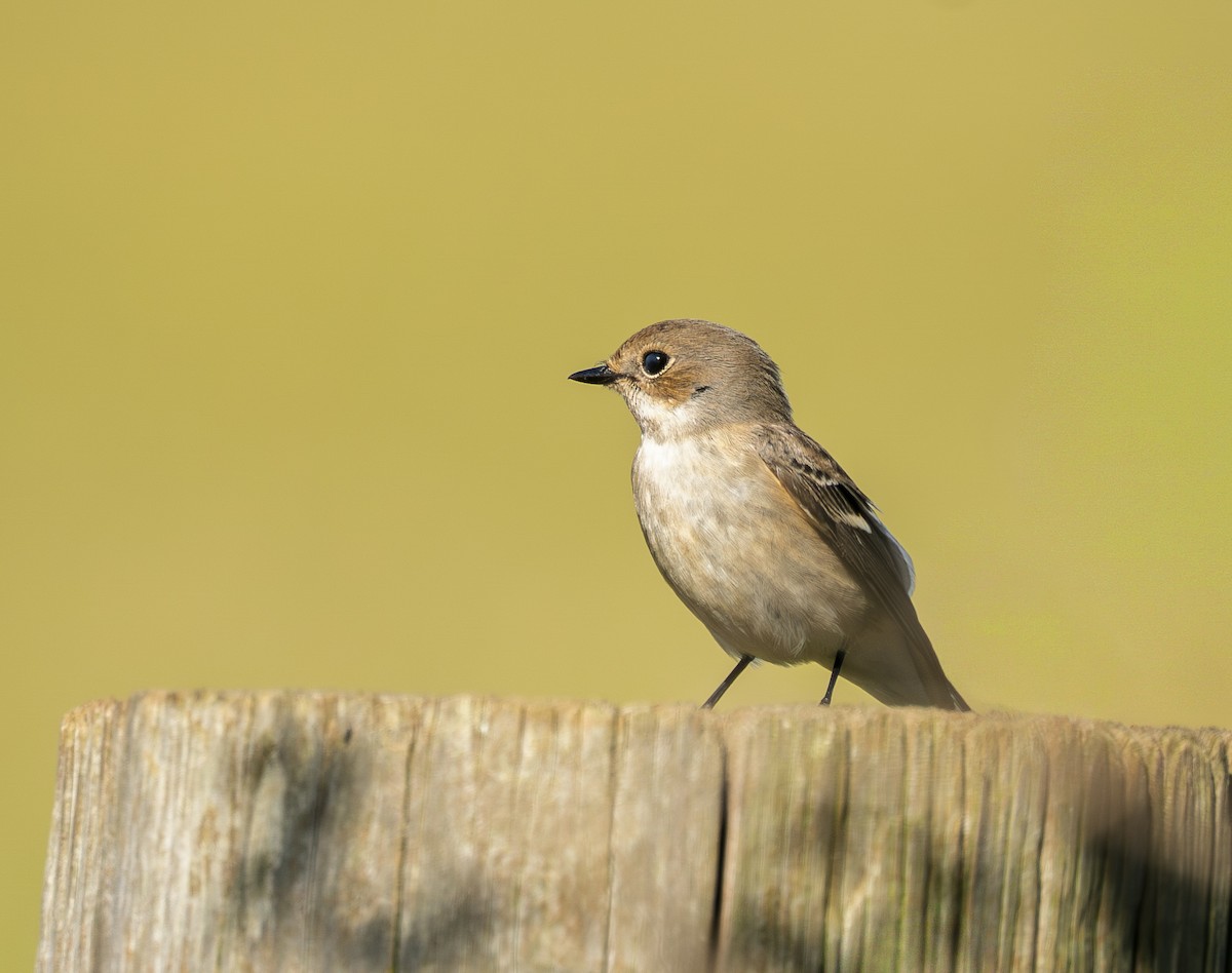 European Pied Flycatcher - ML642121804