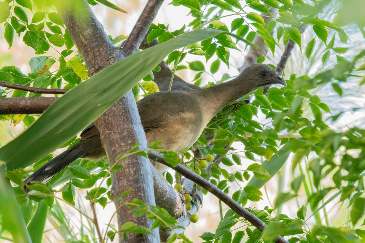 Plain Chachalaca - ML642121811