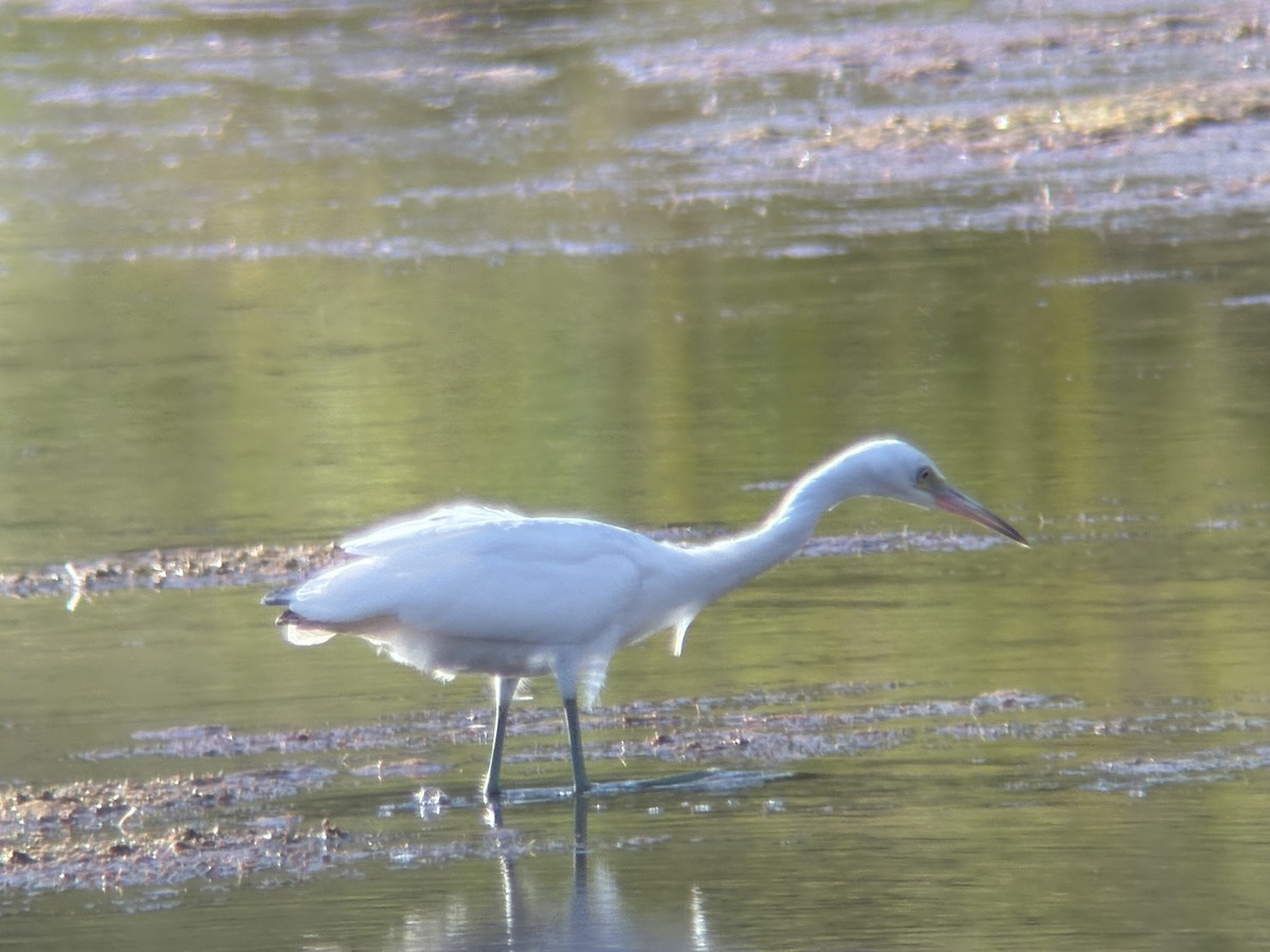 Little Blue Heron - ML642121812
