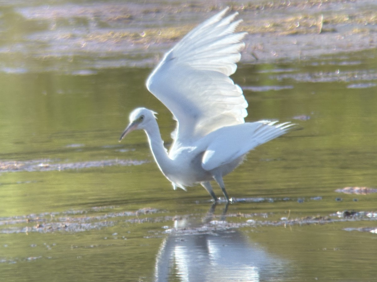 Little Blue Heron - ML642121813