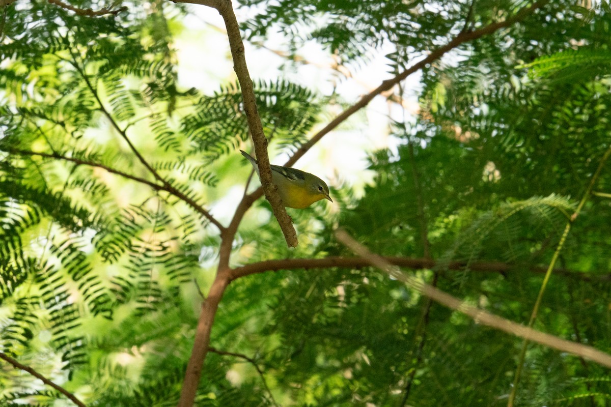 Northern Parula - ML642121818