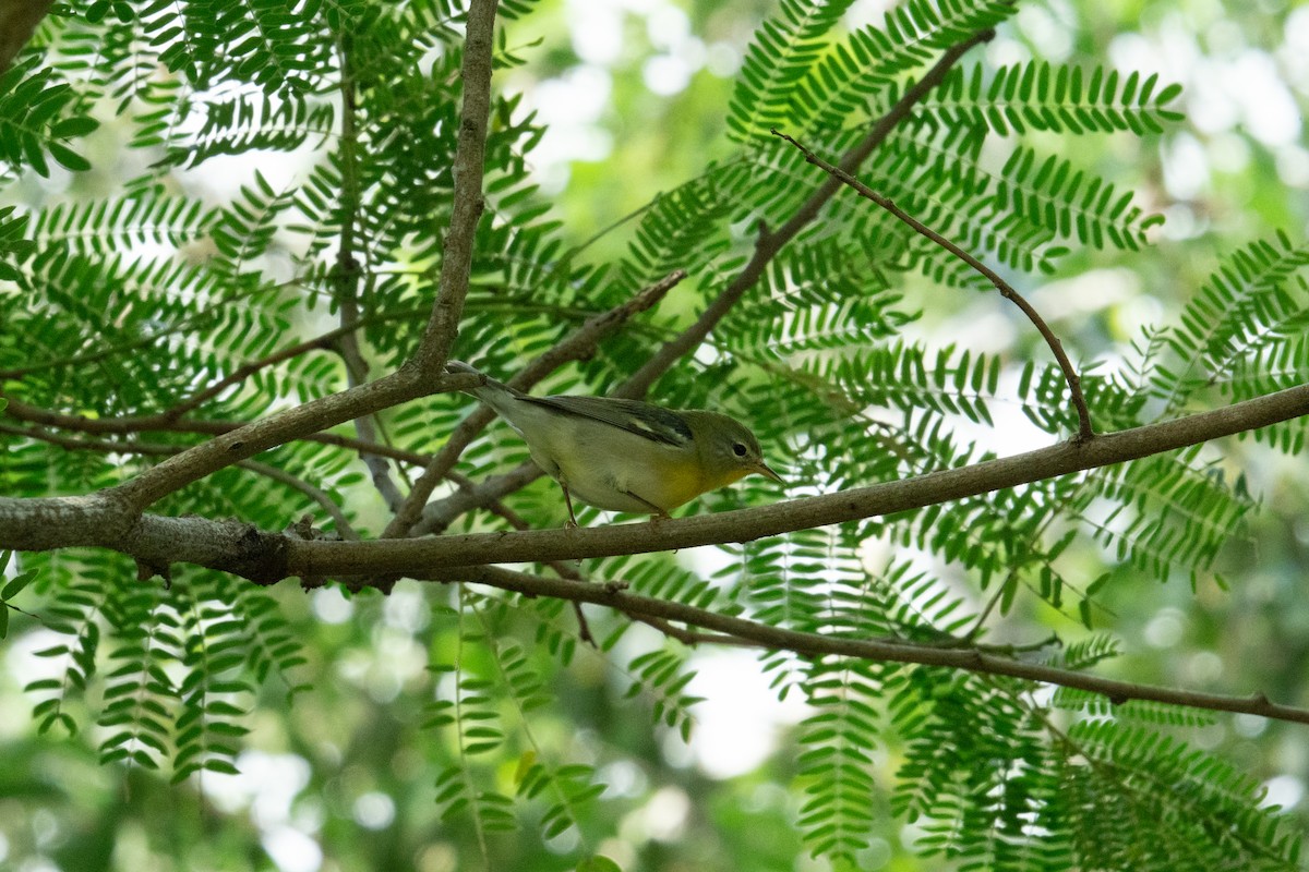 Northern Parula - ML642121819