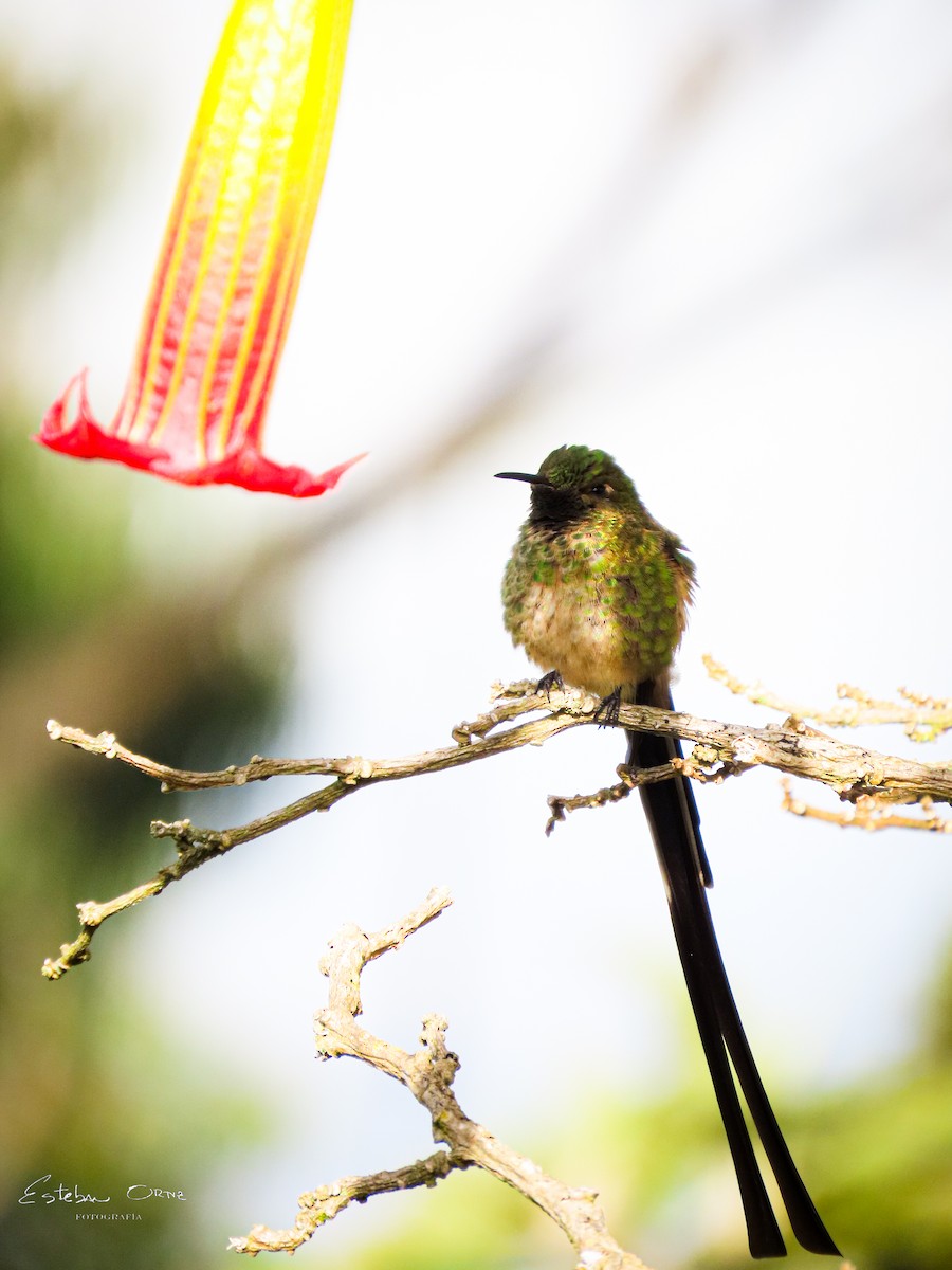 Black-tailed Trainbearer - ML642121832