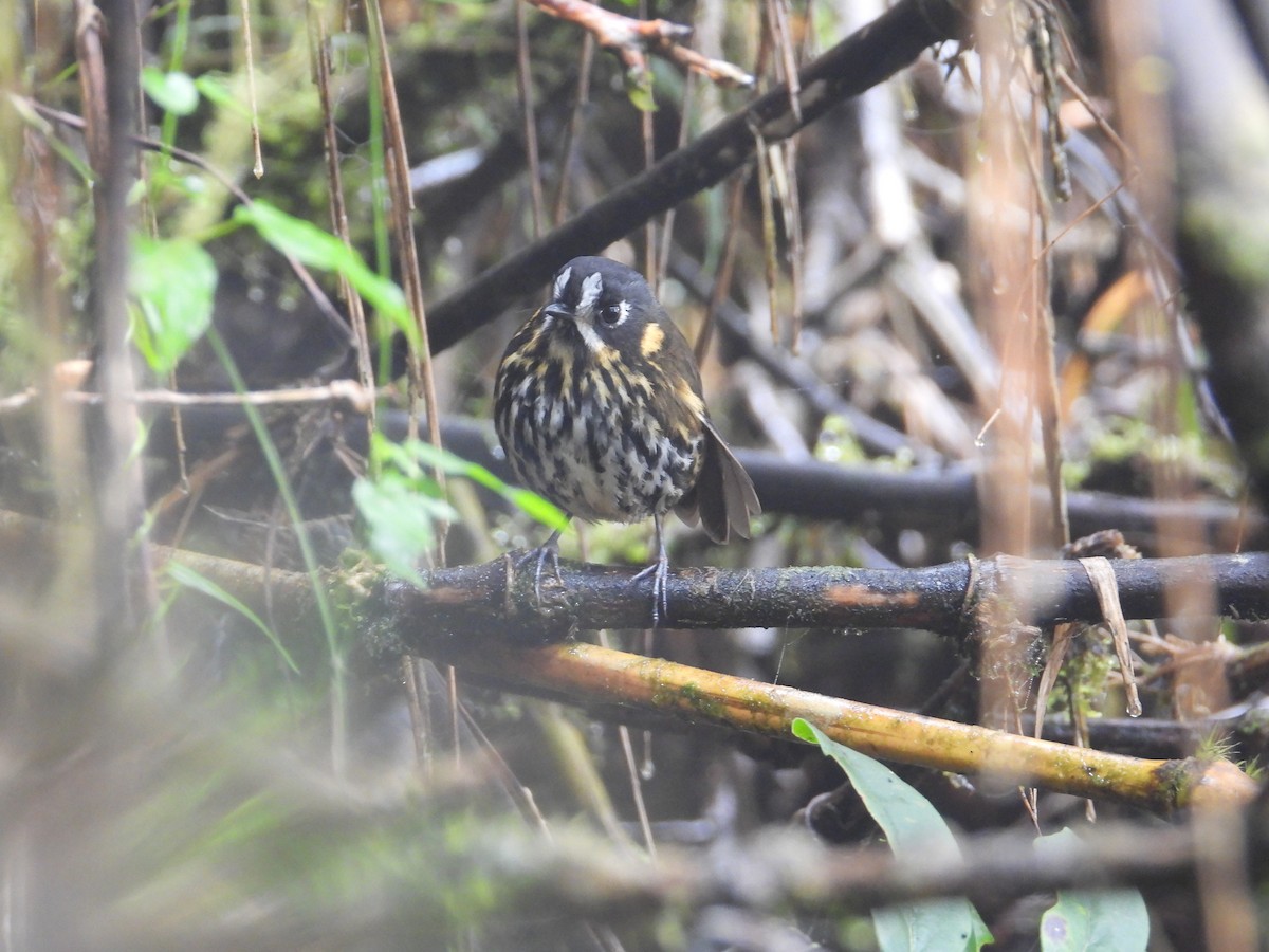 Crescent-faced Antpitta - ML642121836
