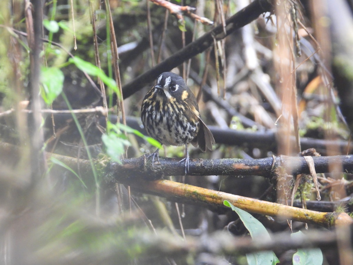 Crescent-faced Antpitta - ML642121837