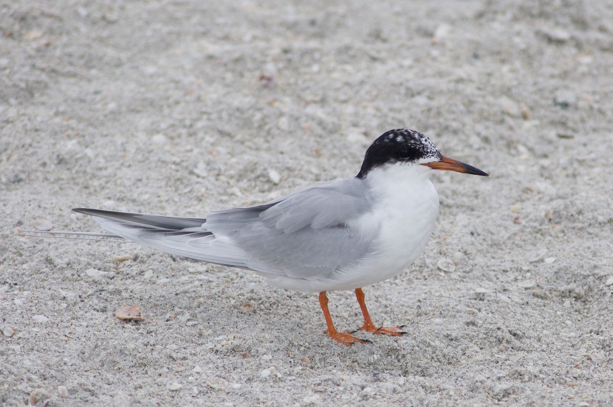 Forster's Tern - ML642121843