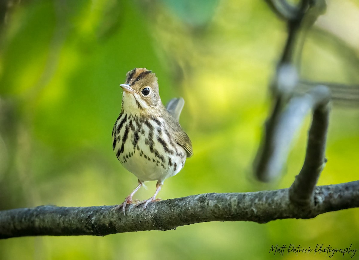 Ovenbird - ML642121845