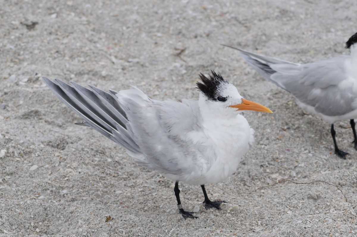 Royal Tern - ML642121846
