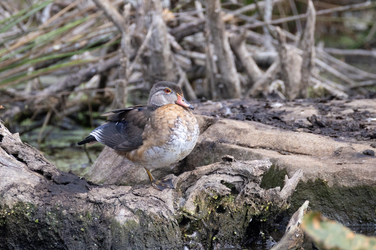 Wood Duck - ML642121848