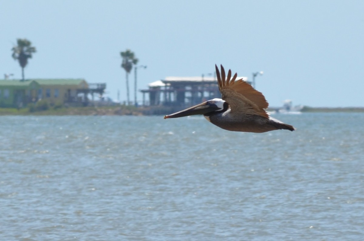 Brown Pelican - ML642121850