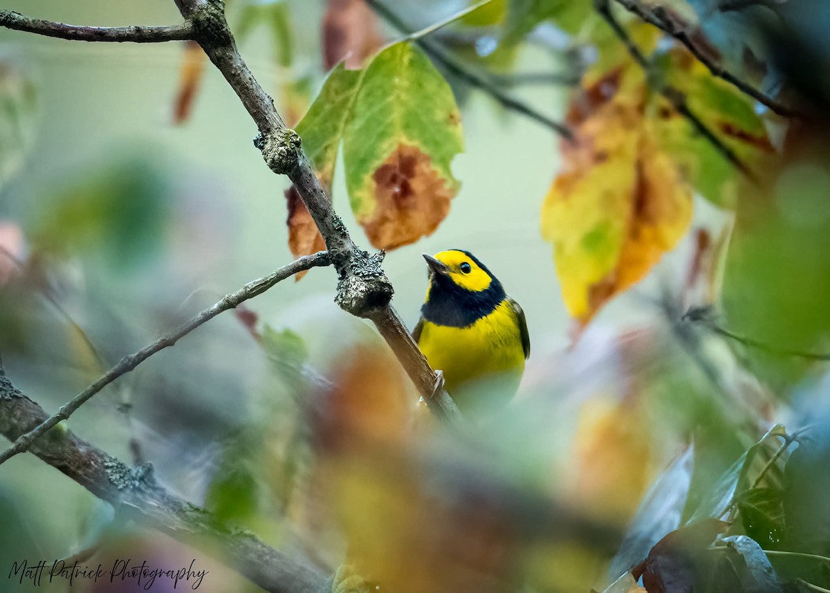 Hooded Warbler - ML642121851