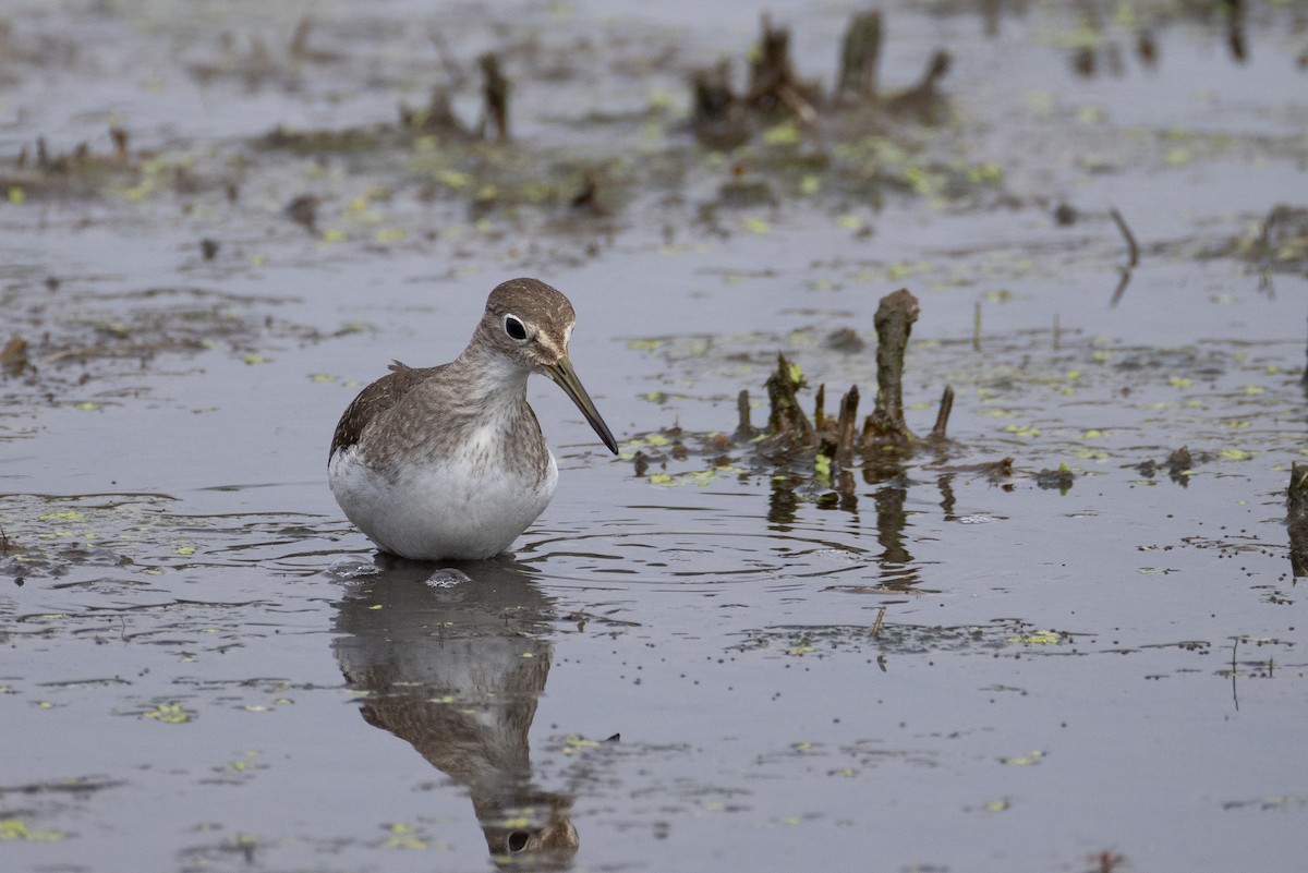 Solitary Sandpiper - ML642121852