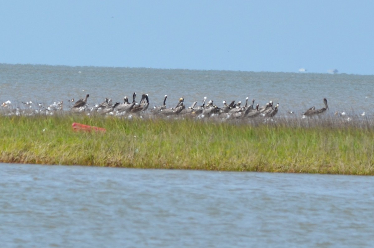 Brown Pelican - ML642121854
