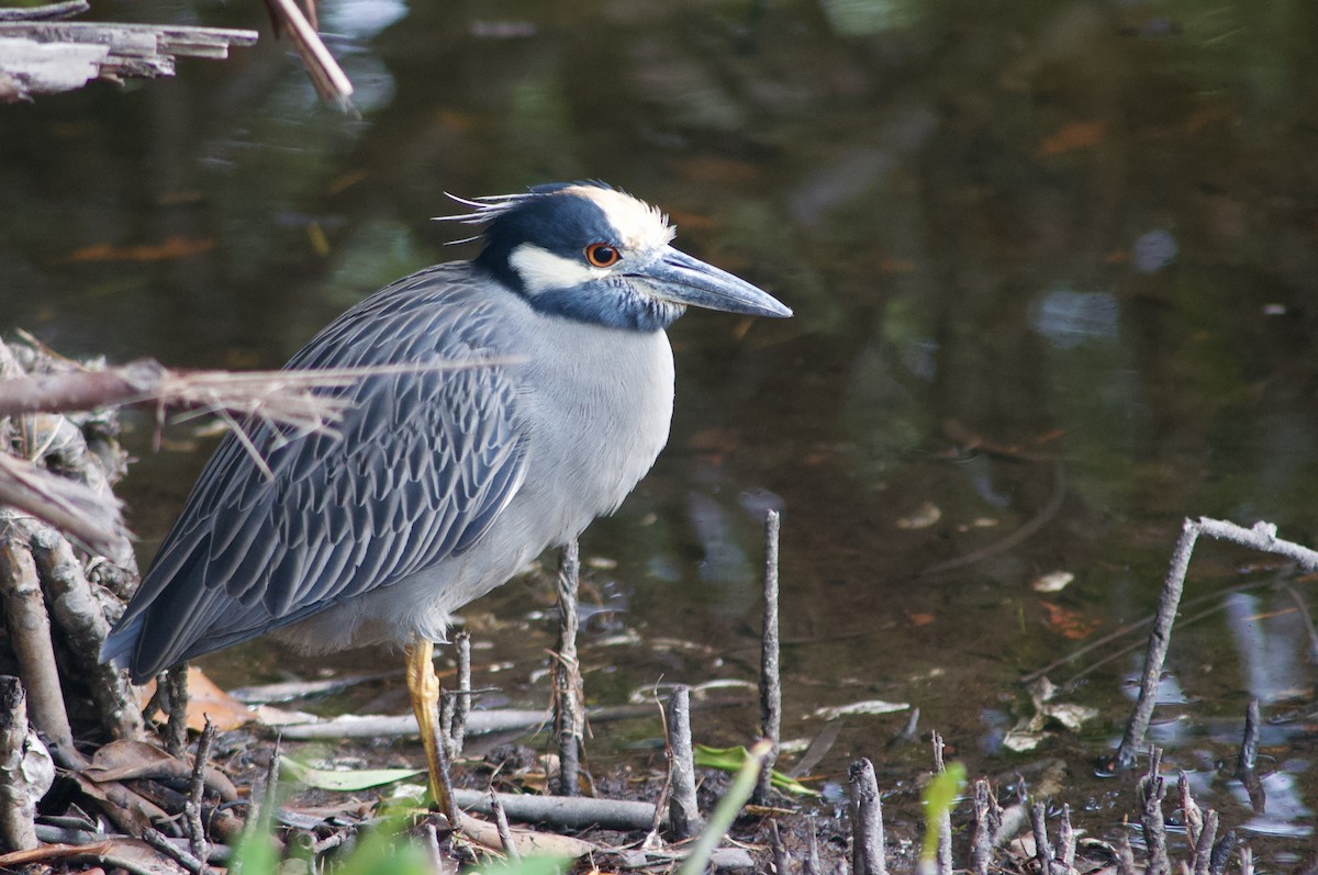 Yellow-crowned Night Heron - ML642121855