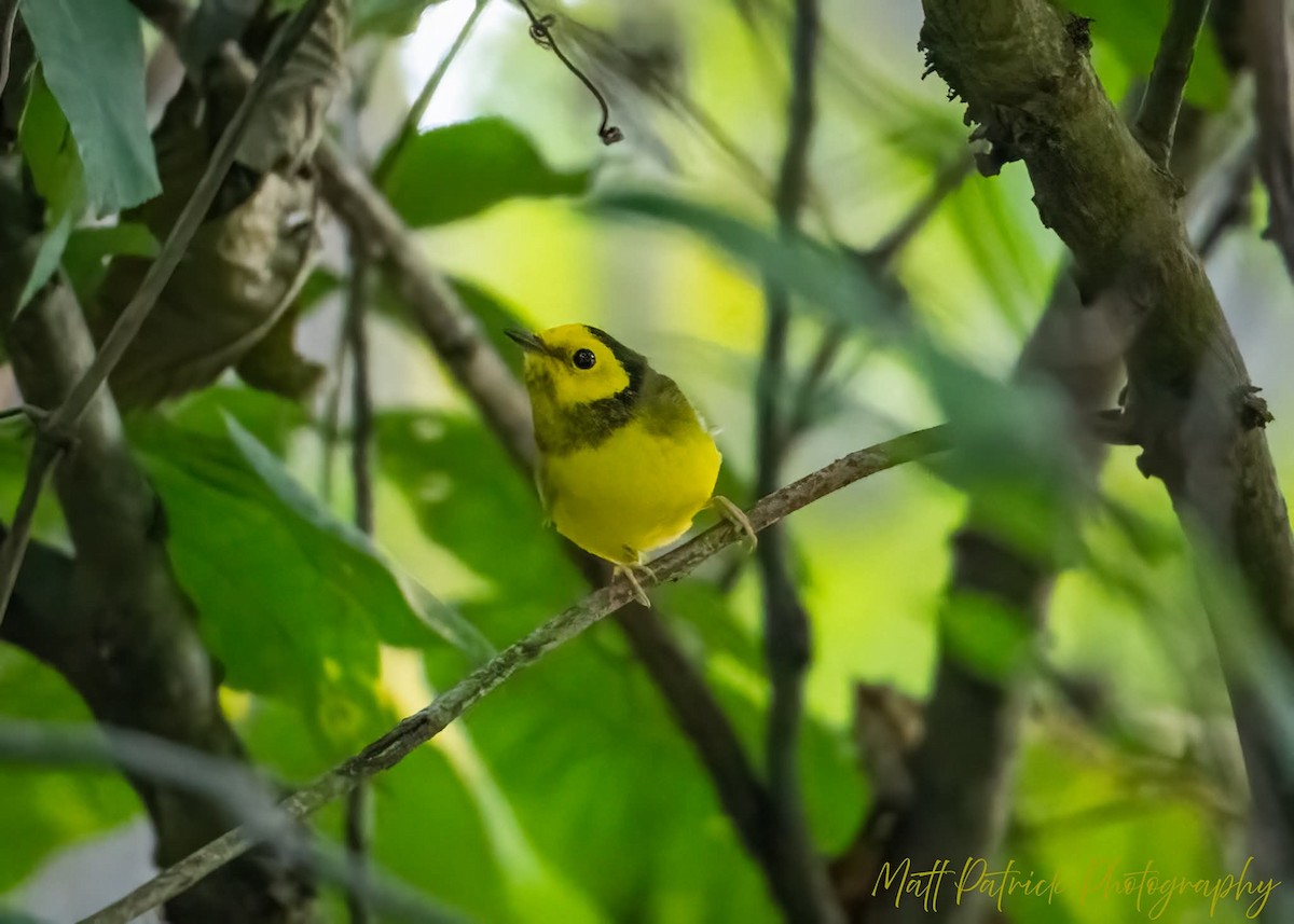Hooded Warbler - ML642121856