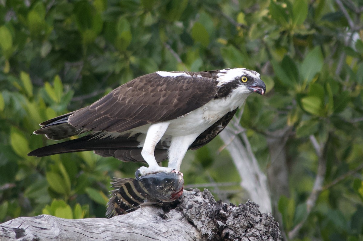 Osprey - ML642121857