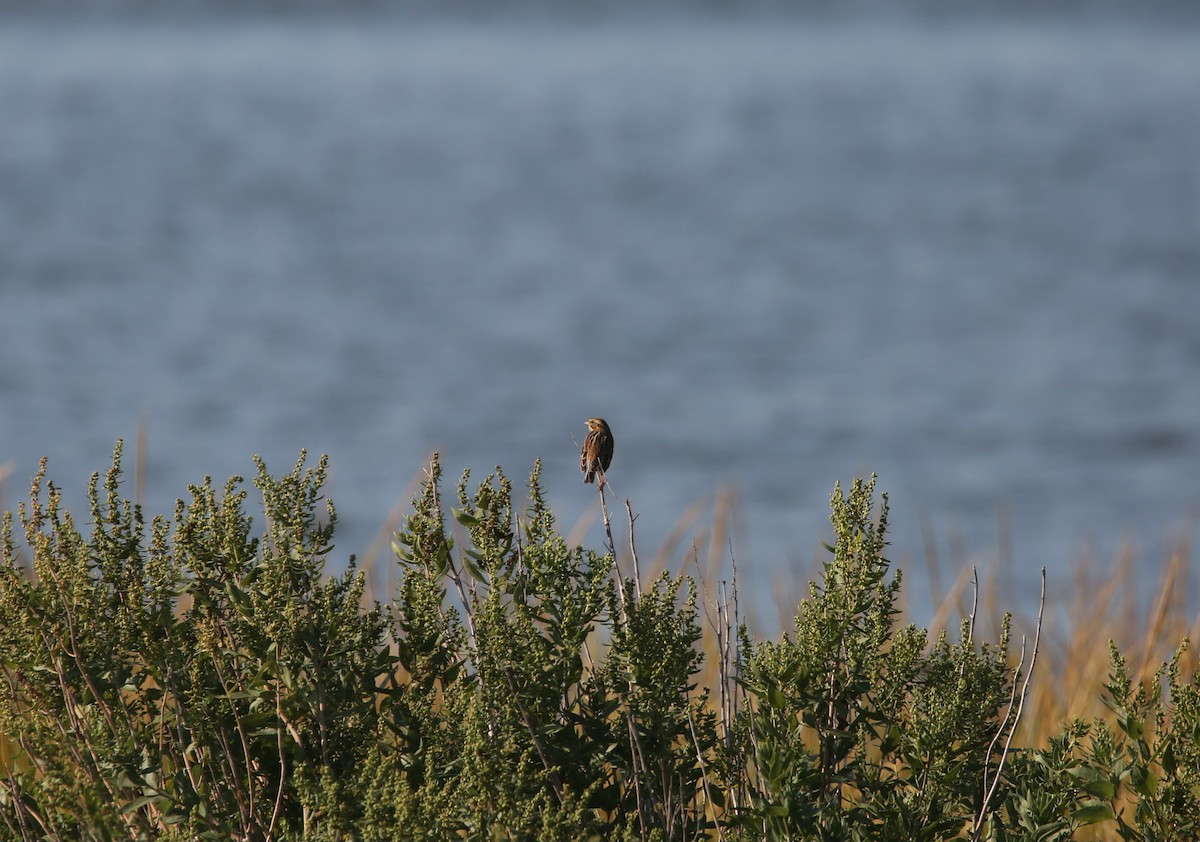 Savannah Sparrow - ML642121860