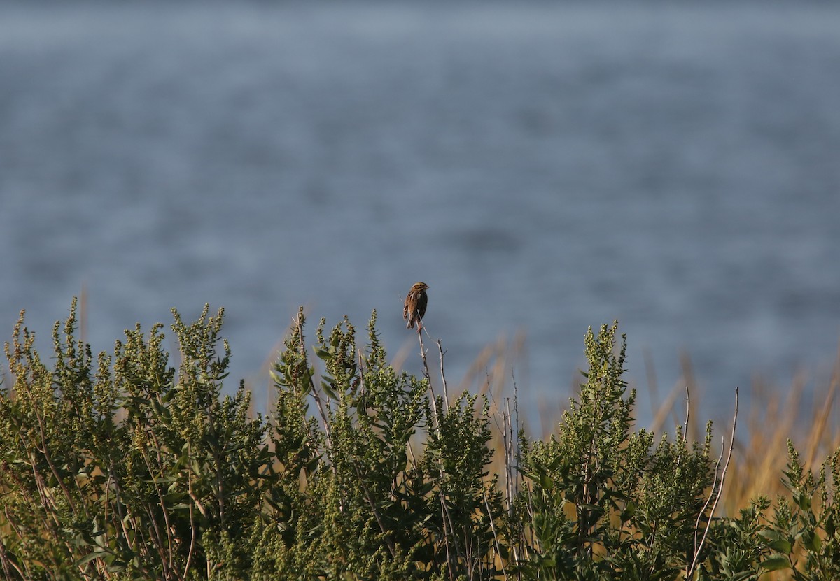 Savannah Sparrow - ML642121861