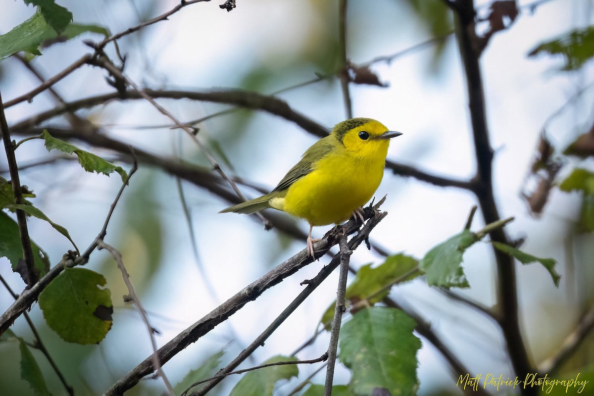 Hooded Warbler - ML642121862