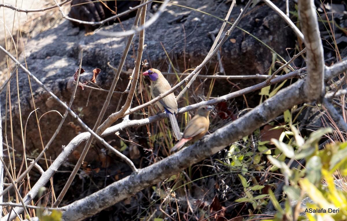 Violet-eared Waxbill - ML642121863