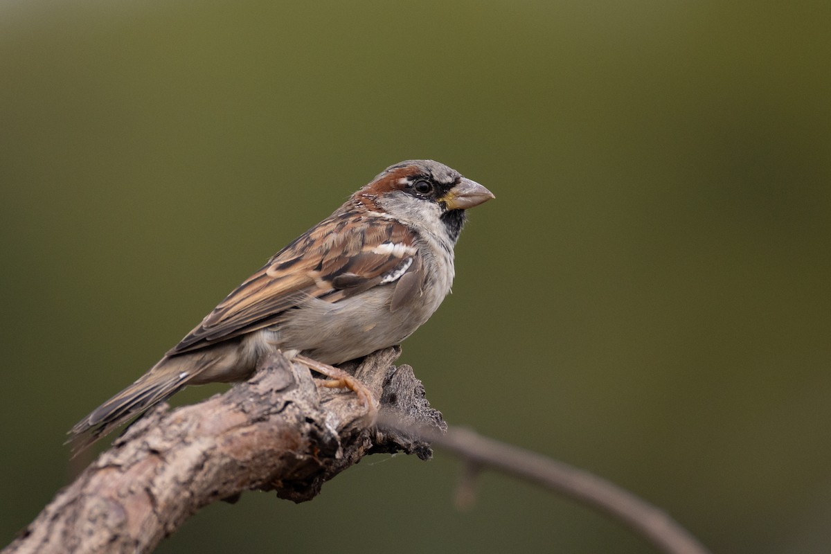 House Sparrow - ML642121864