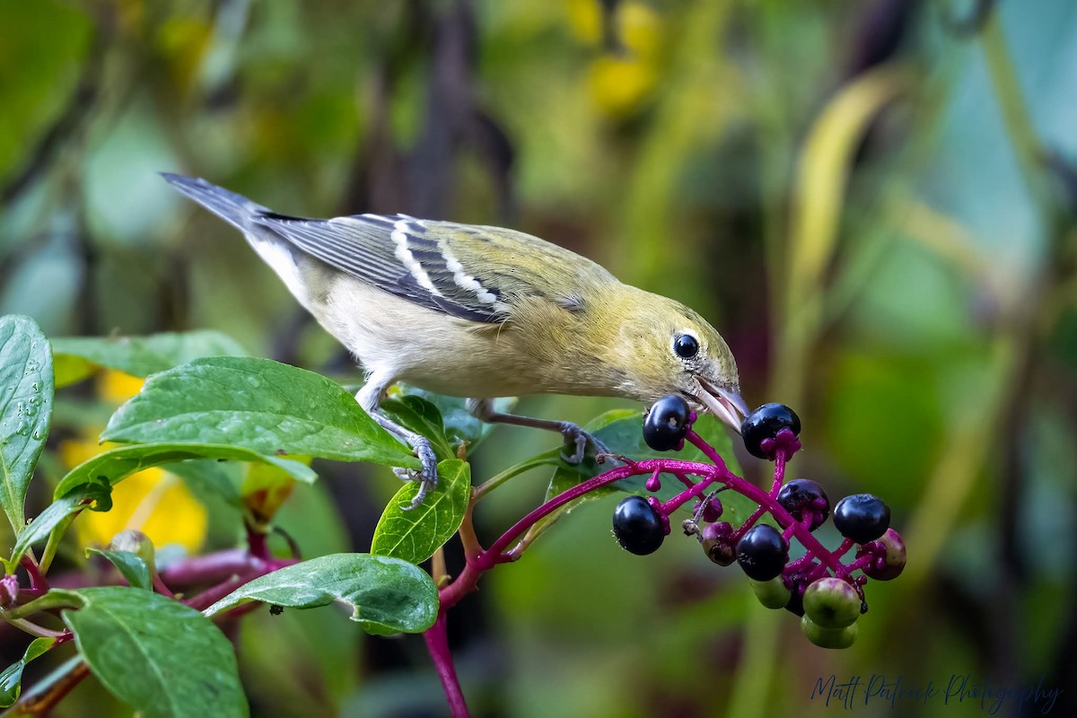 Bay-breasted Warbler - ML642121865