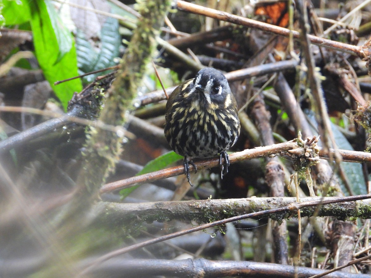 Crescent-faced Antpitta - ML642121866