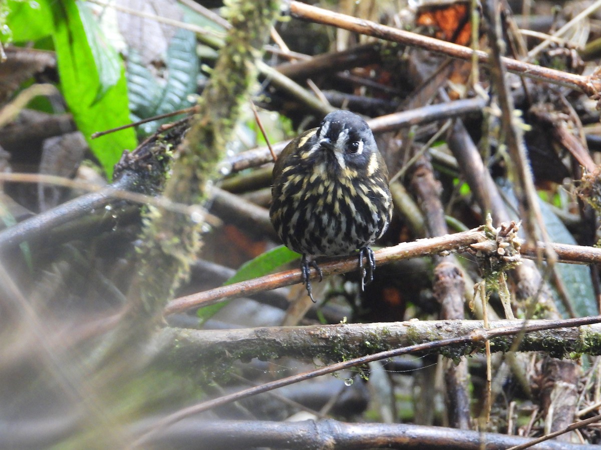 Crescent-faced Antpitta - ML642121867