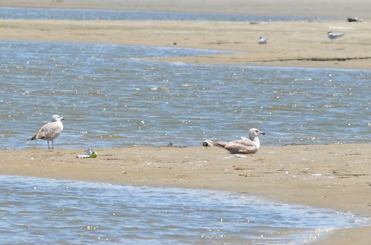 American Herring Gull - ML642121870